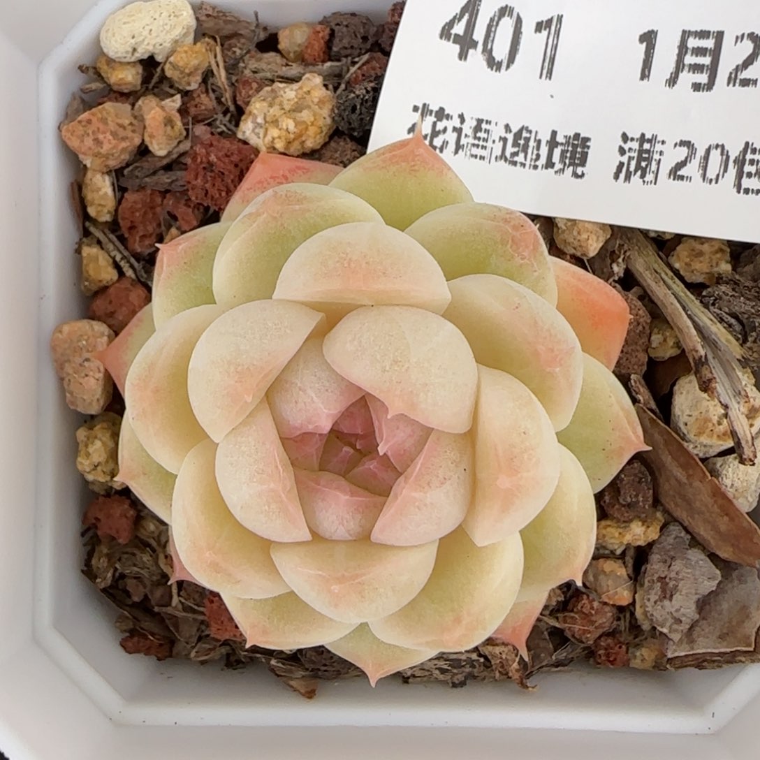 花语逸镜0127-401