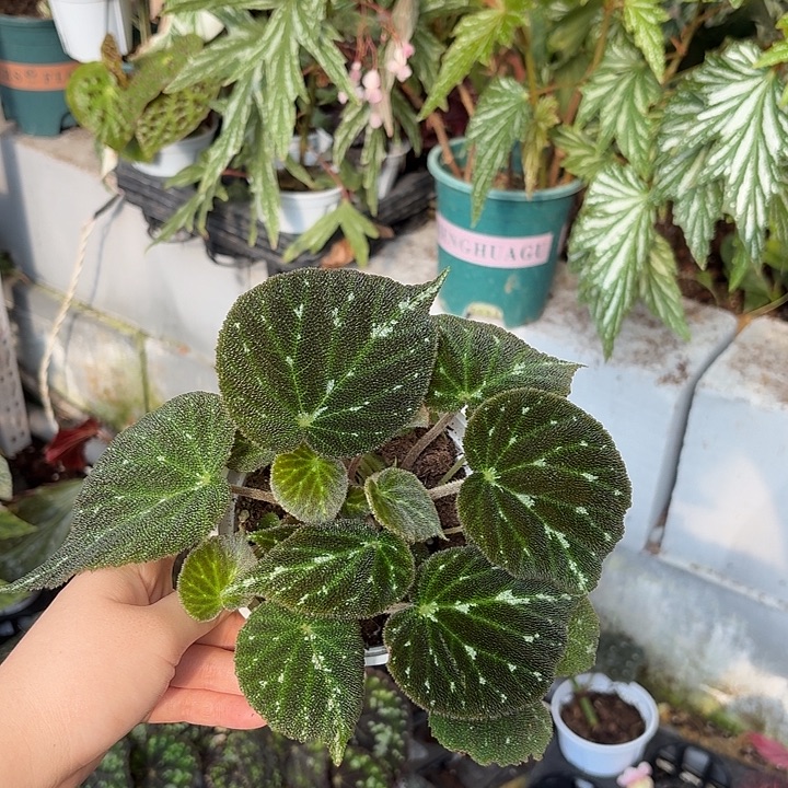 完全开放绿绒秋海棠