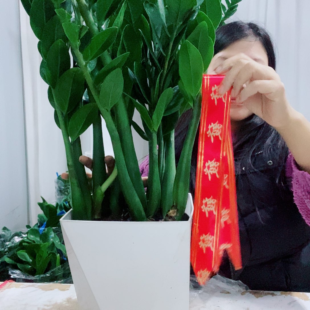 不开花植物21规格带盆