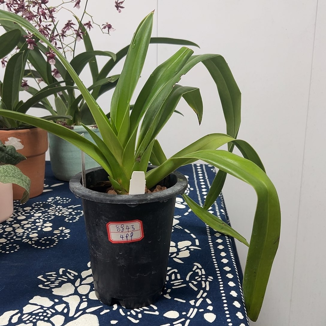 无花朵美洲兜舒罗