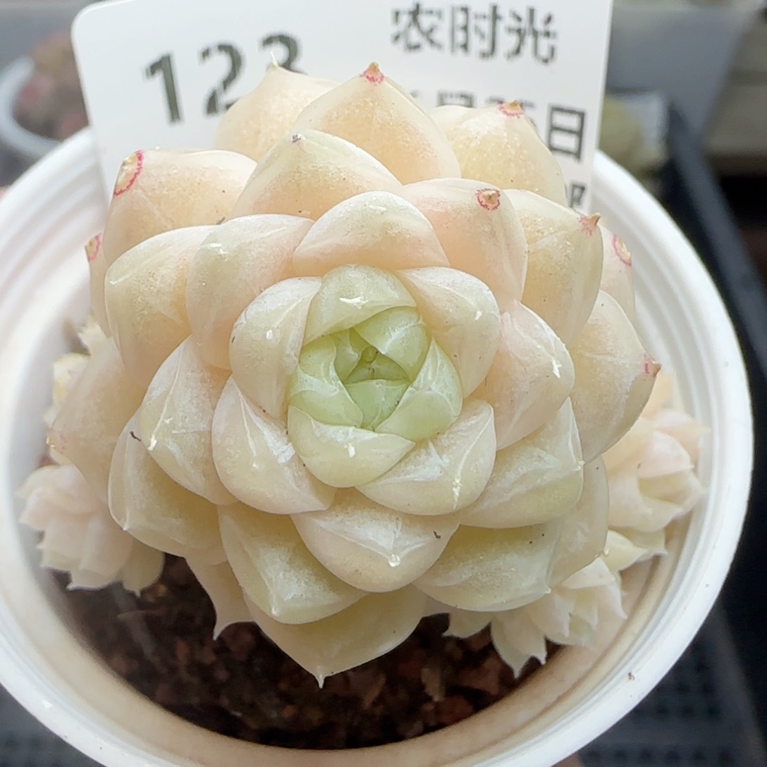 0125-123包子麦秆