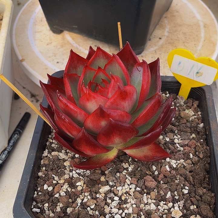 惊鸿仙子多肉植物16