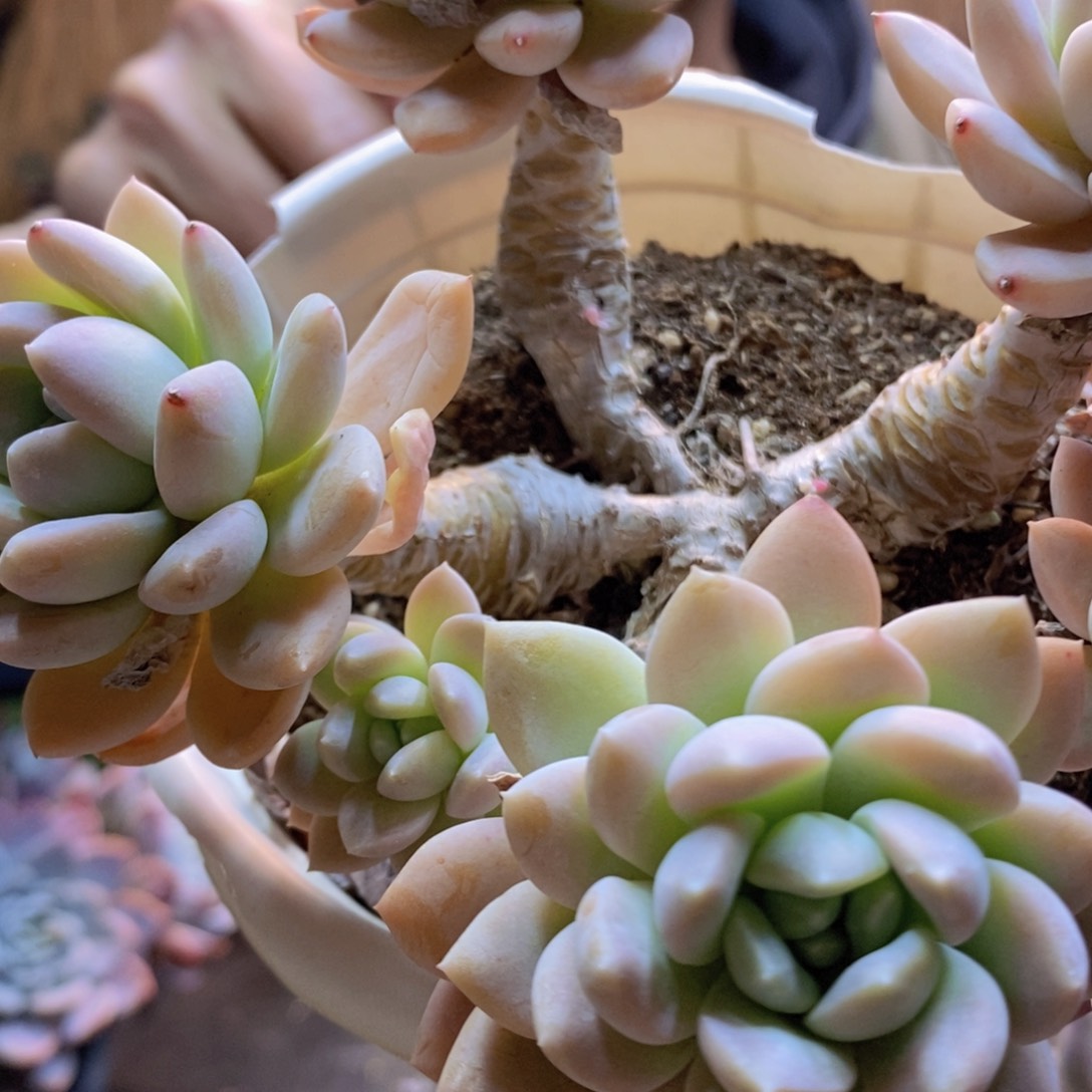 鱼D140号软林玉多肉