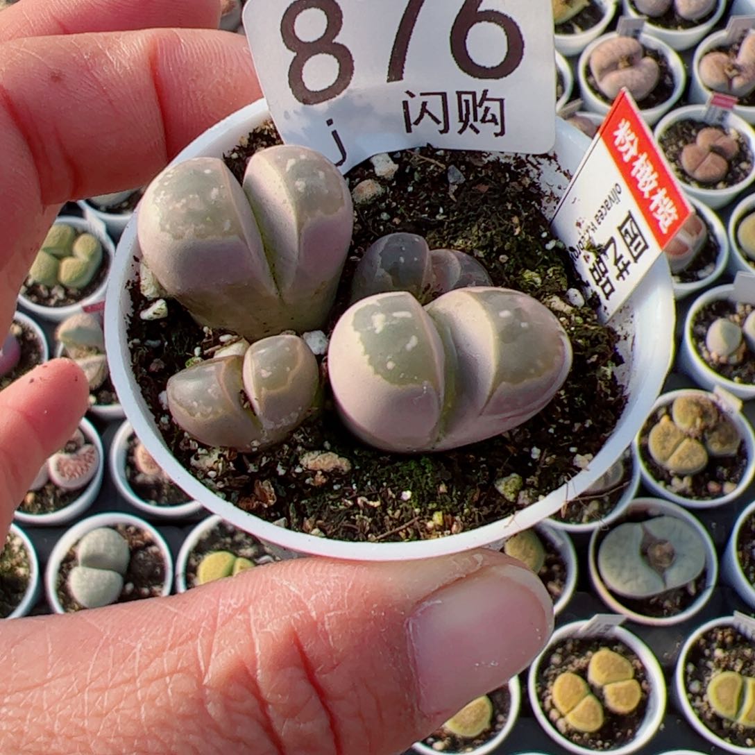 无花朵故*、我很喜欢这个J876