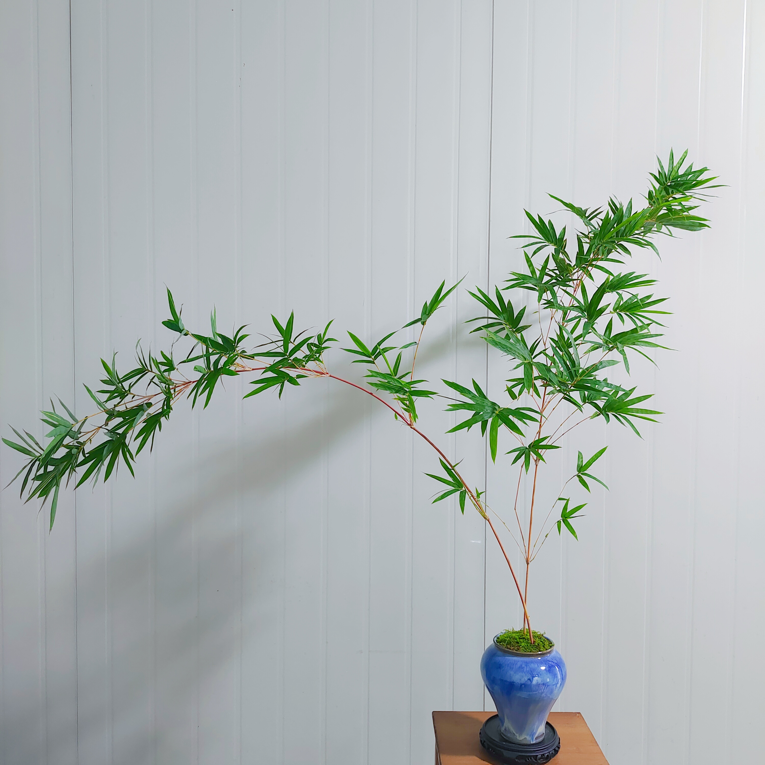 竹子盆栽一物一拍红观音竹有直又有飘茶桌玄关桌办公桌鱼缸桌可摆
