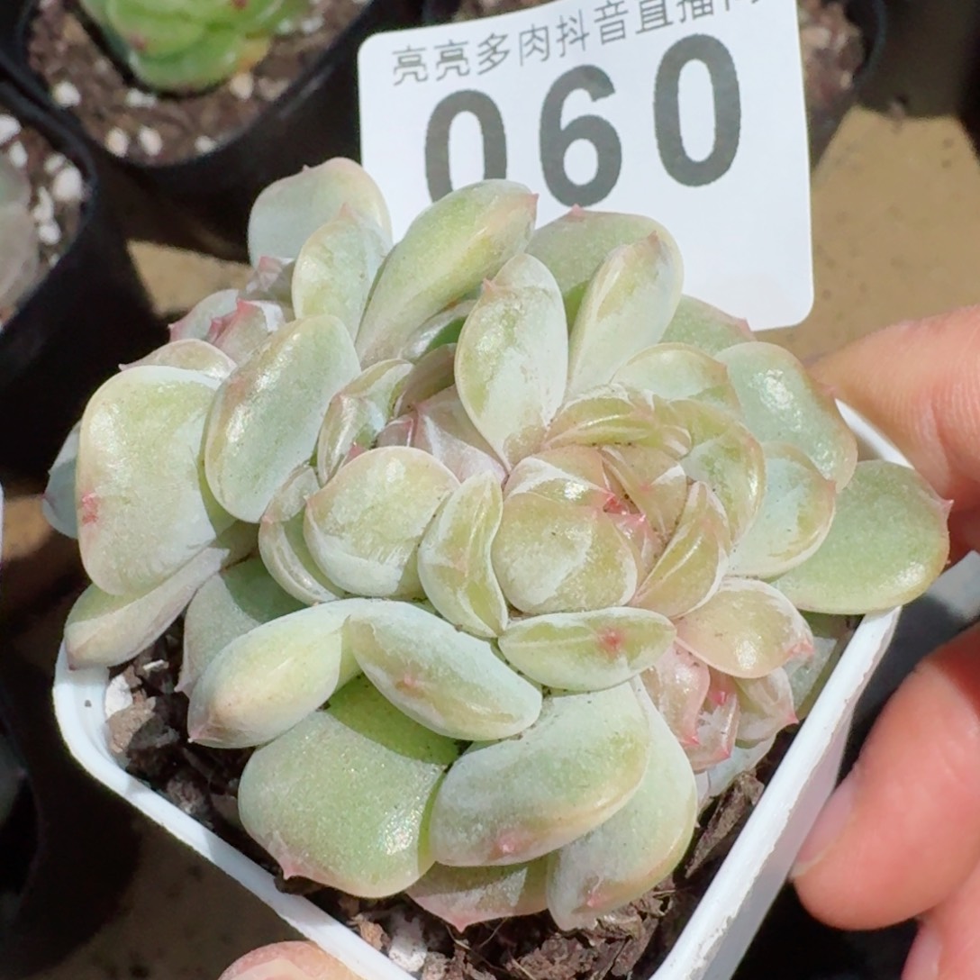 彩恋群生         精品多肉