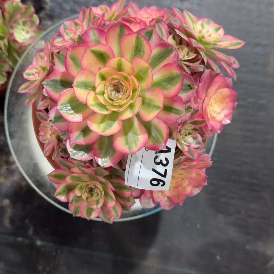 倾城多肉法师a376