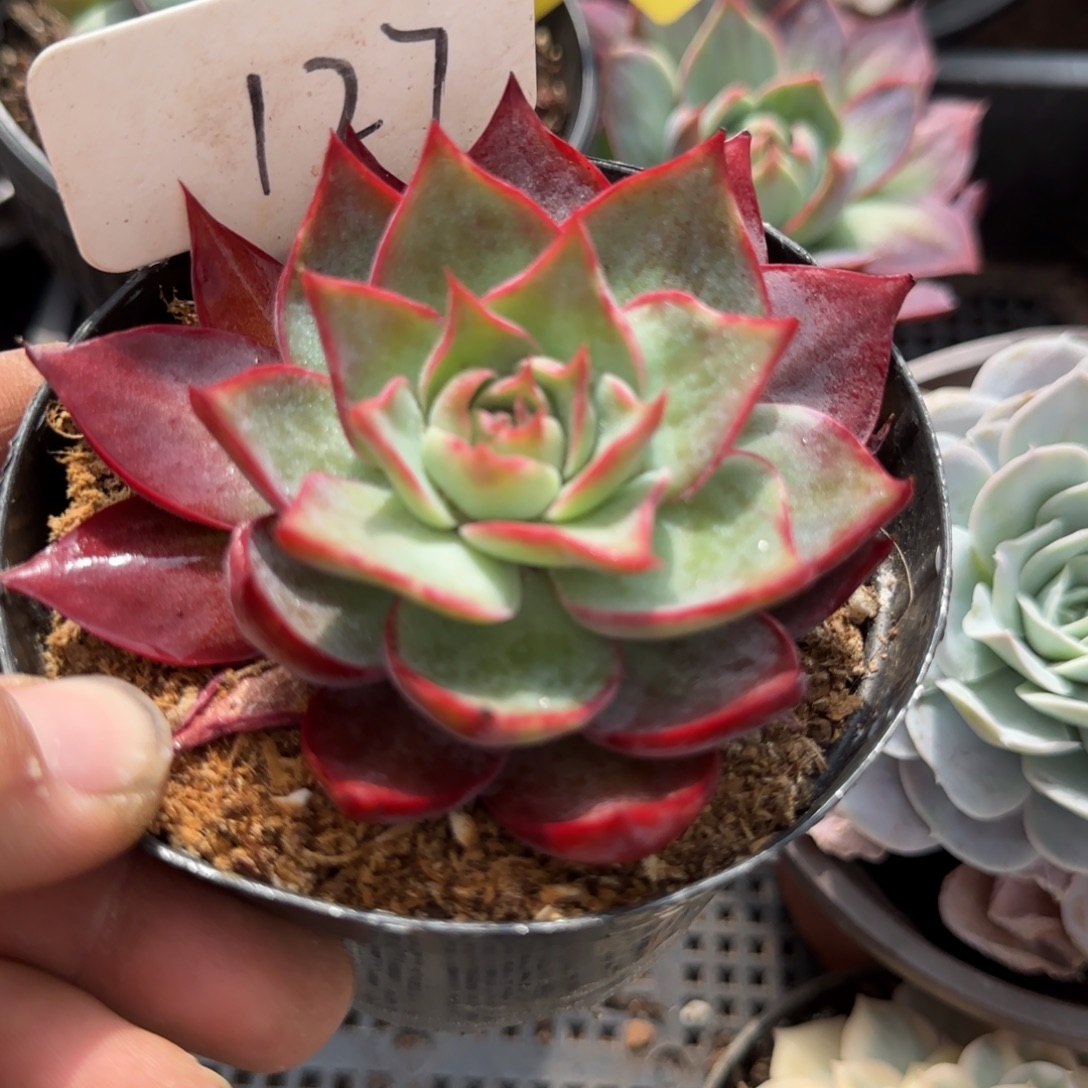 三角惊鸿一物一拍包装收缩花旱127