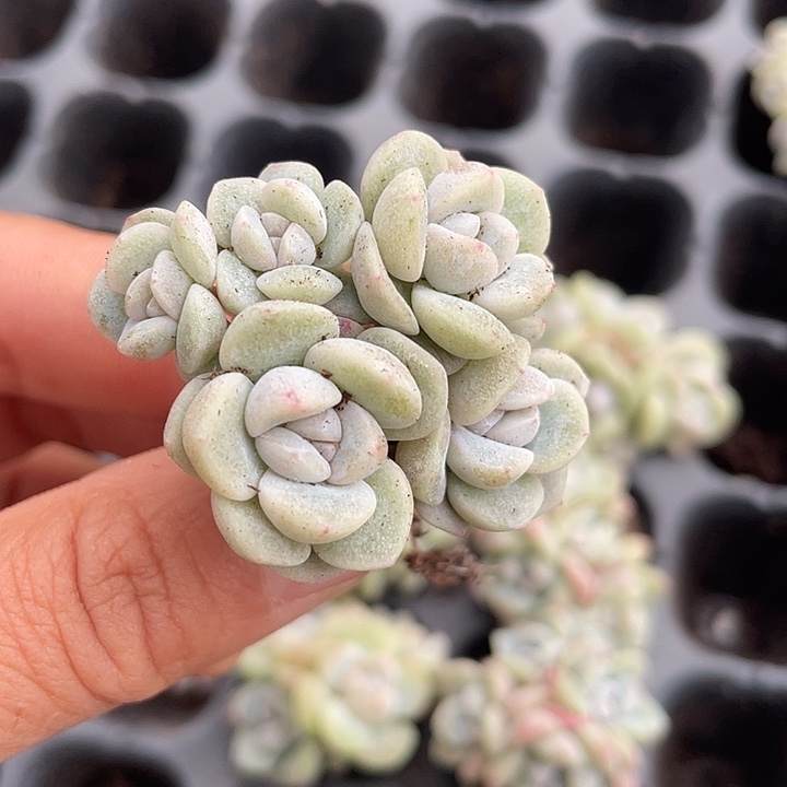 一物一拍满18包邮