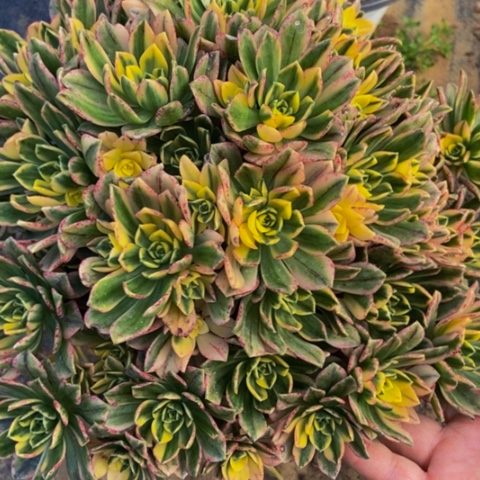 甜茶多肉植物35多肉