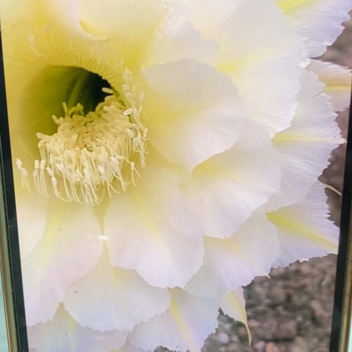 香香黄白羽带根5.5公分左右