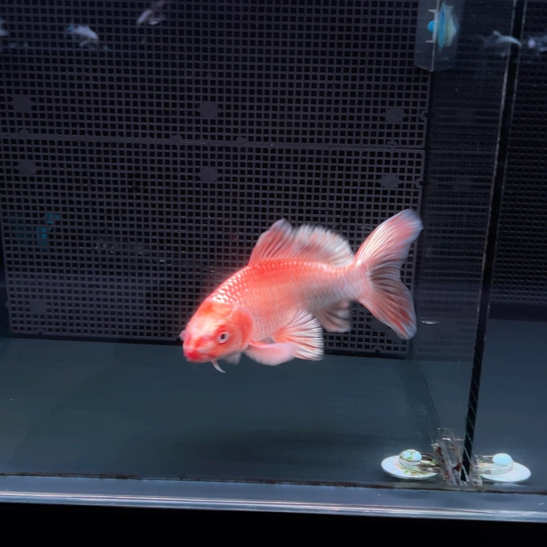 海水鱼Y*哈哈哈哈哈哈哈哈哈