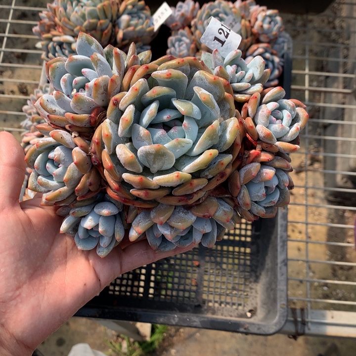 12136多头一个嗯嗯嗯嗯嗯好喜欢