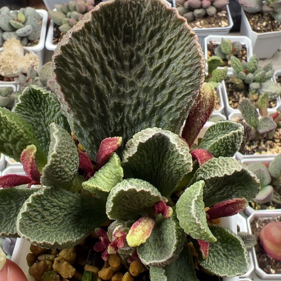 费罗尔多头纯木质桩多肉植物