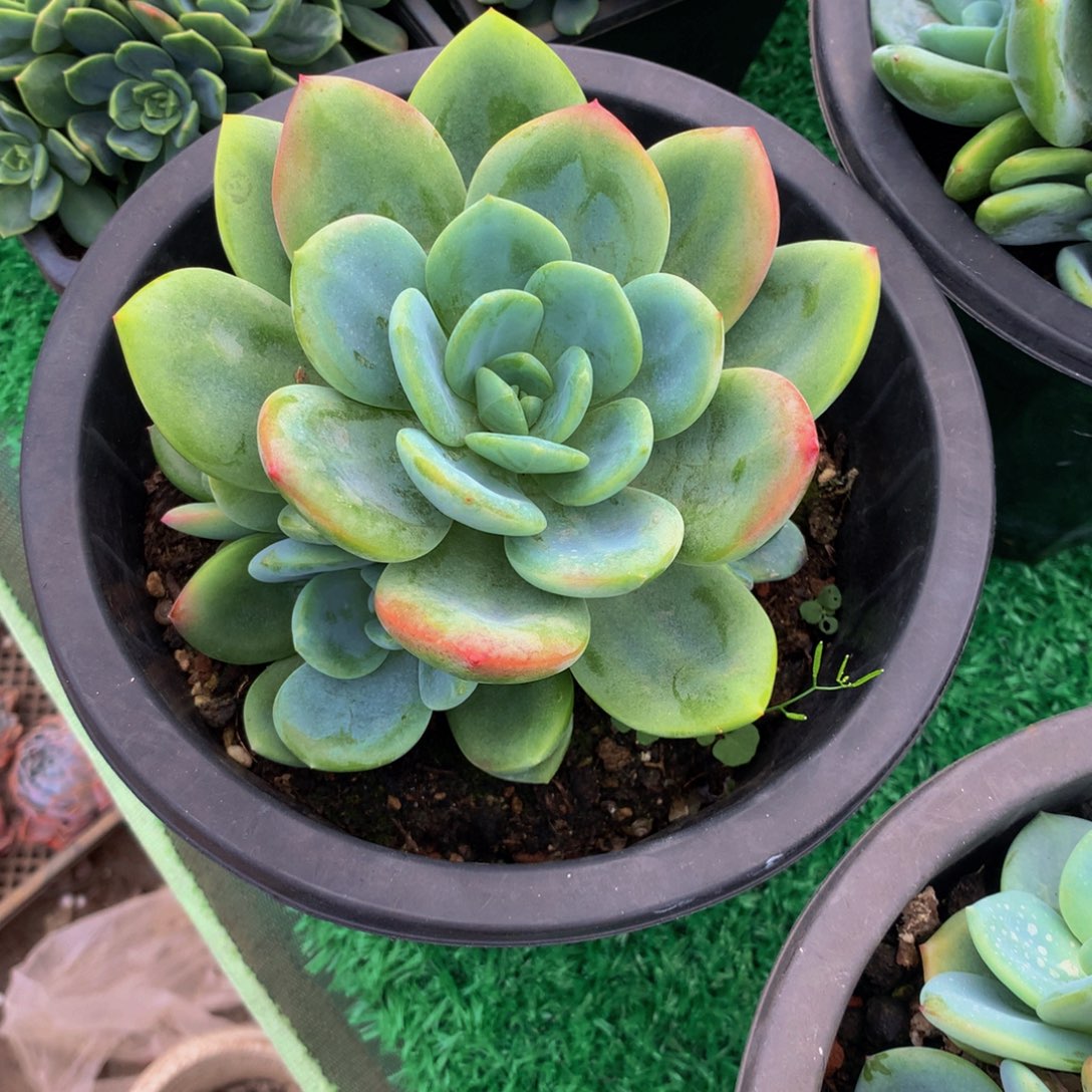 柚子茶群多肉植物