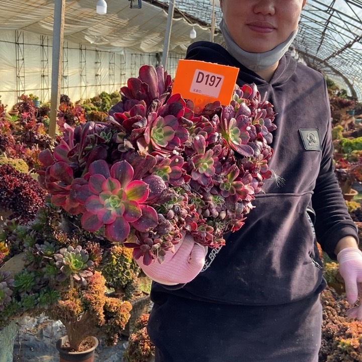 开**好197美杜莎缀化老桩无根