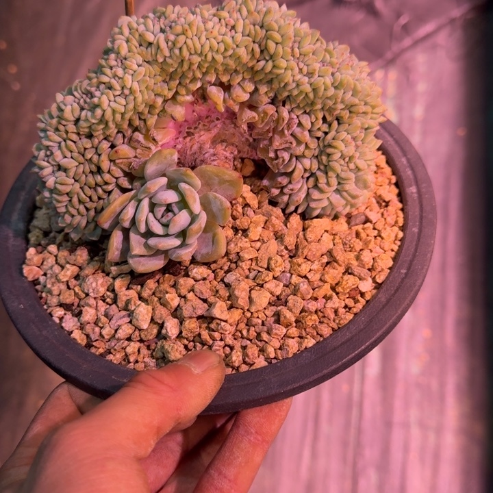 星影树缀无砍多肉