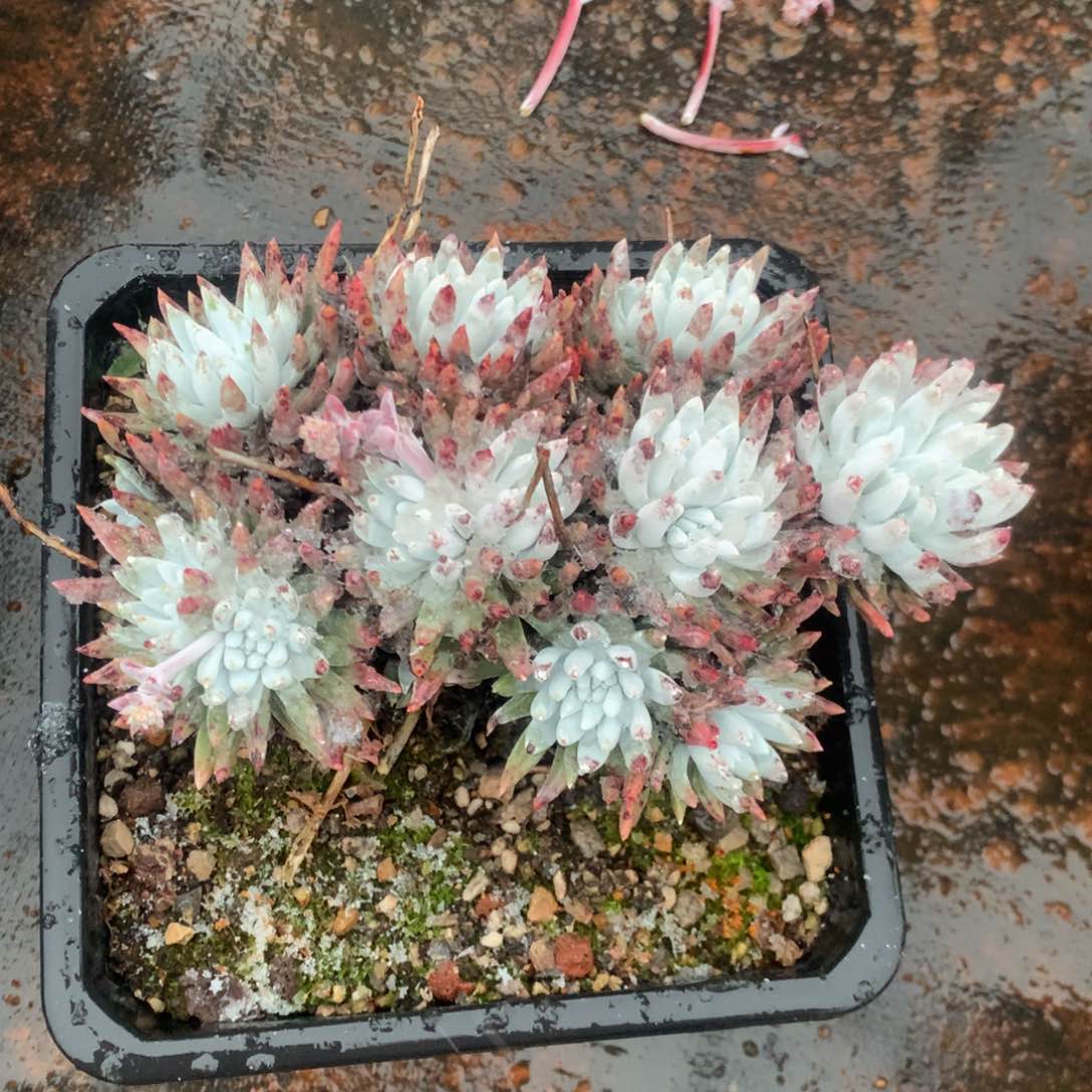 G****磊多肉植物啦啦啦啦多肉