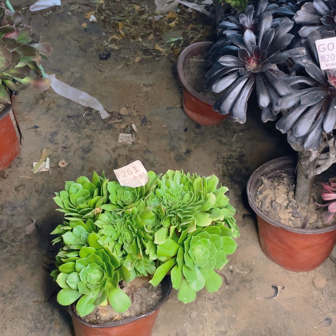 261绿羊绒缀化多肉