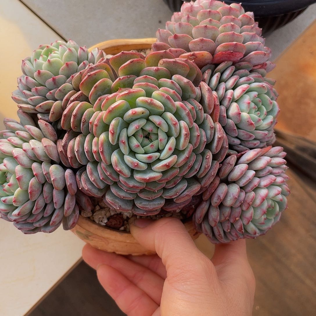 白胖子多肉多肉多肉