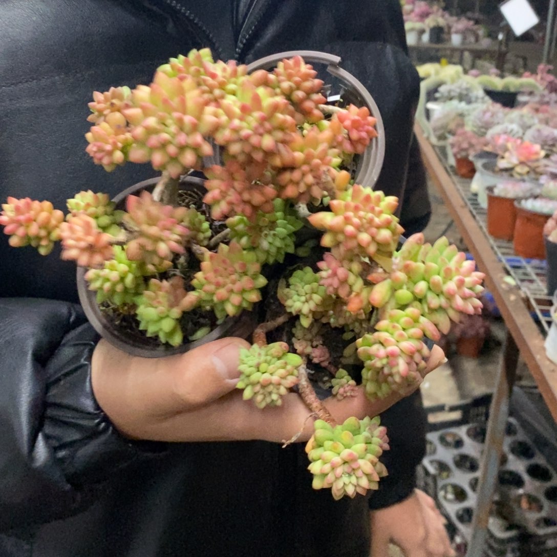 龙骨玉坠整桩三盆，90杯