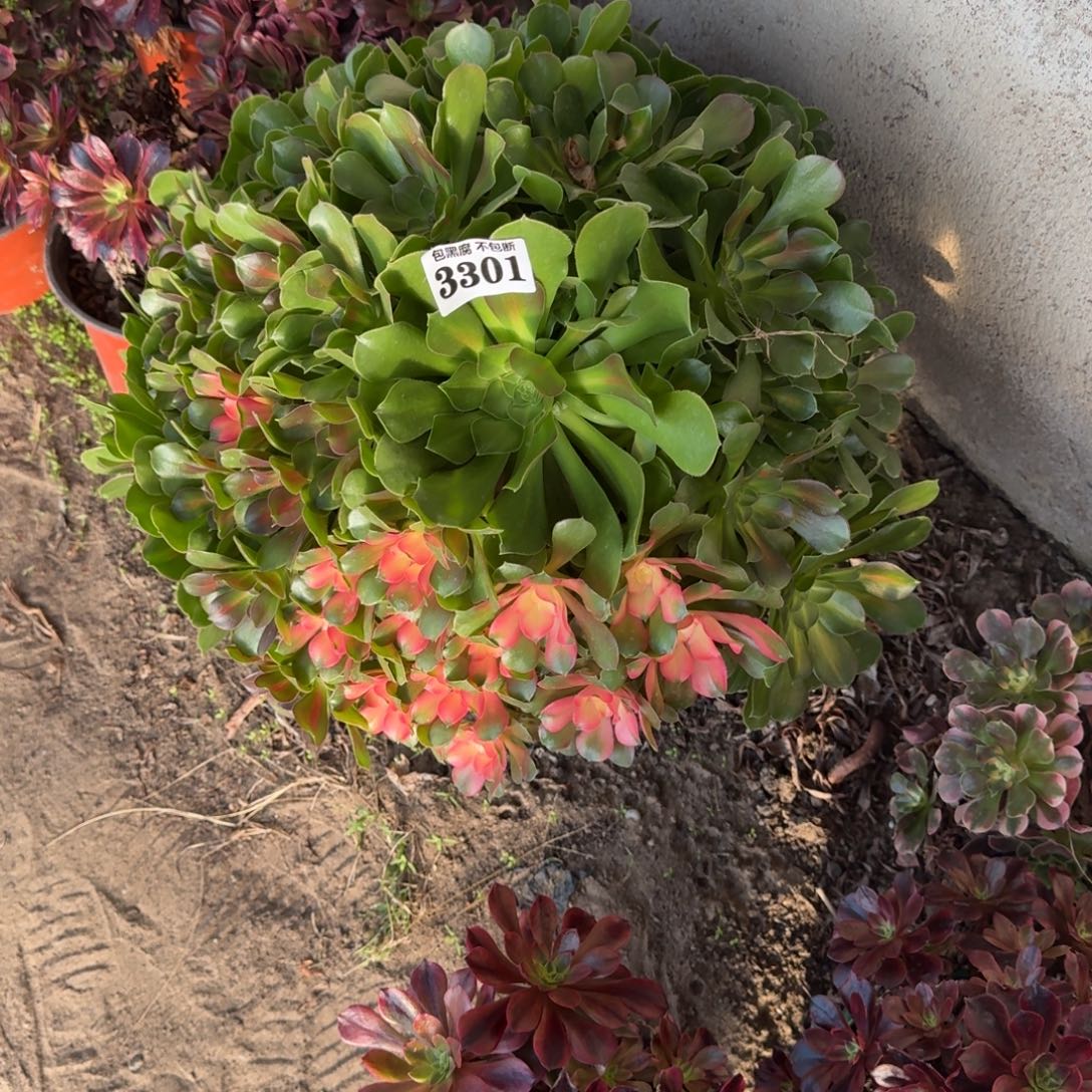 法师香妃中班花脸20-10 3301