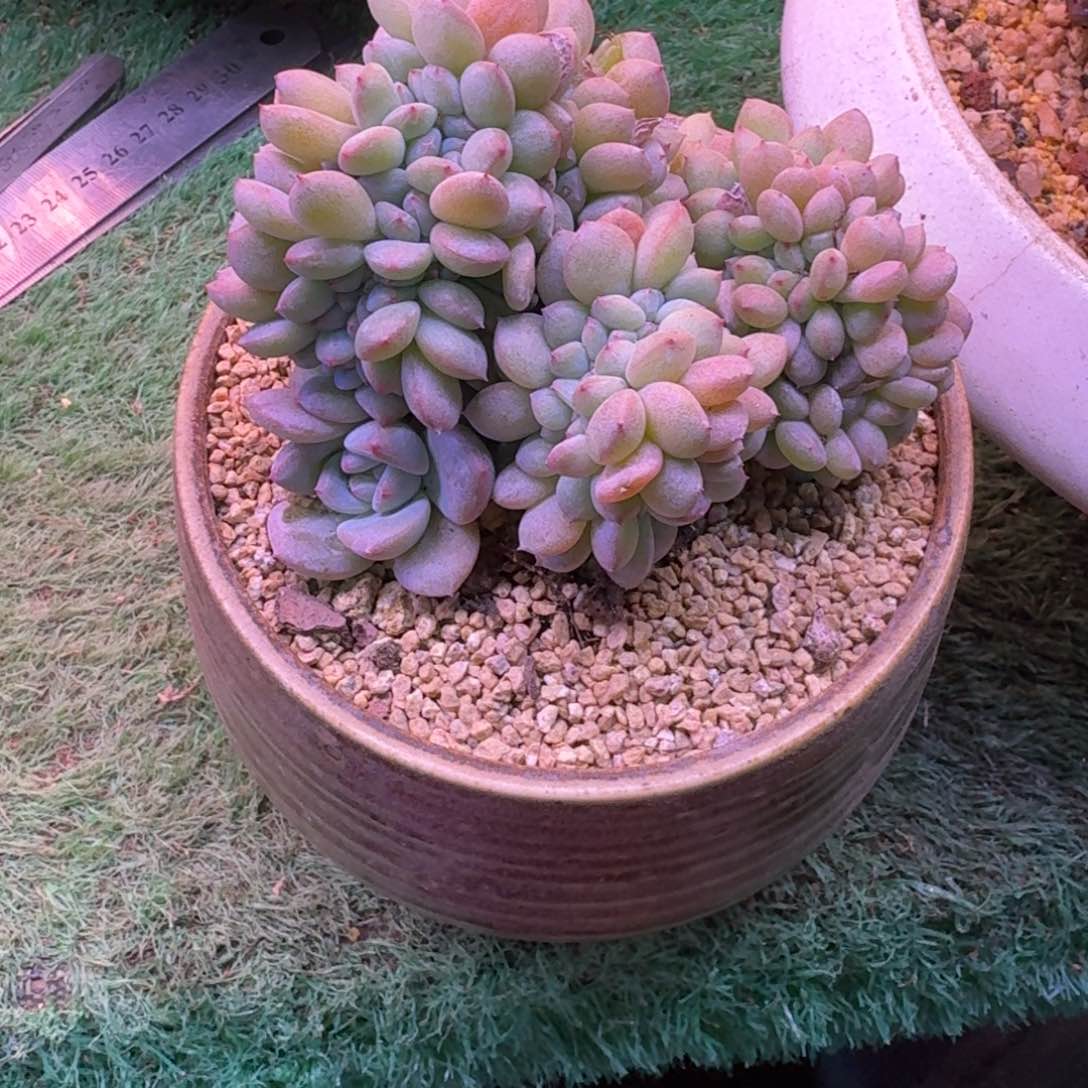 星影缀化无砍多肉