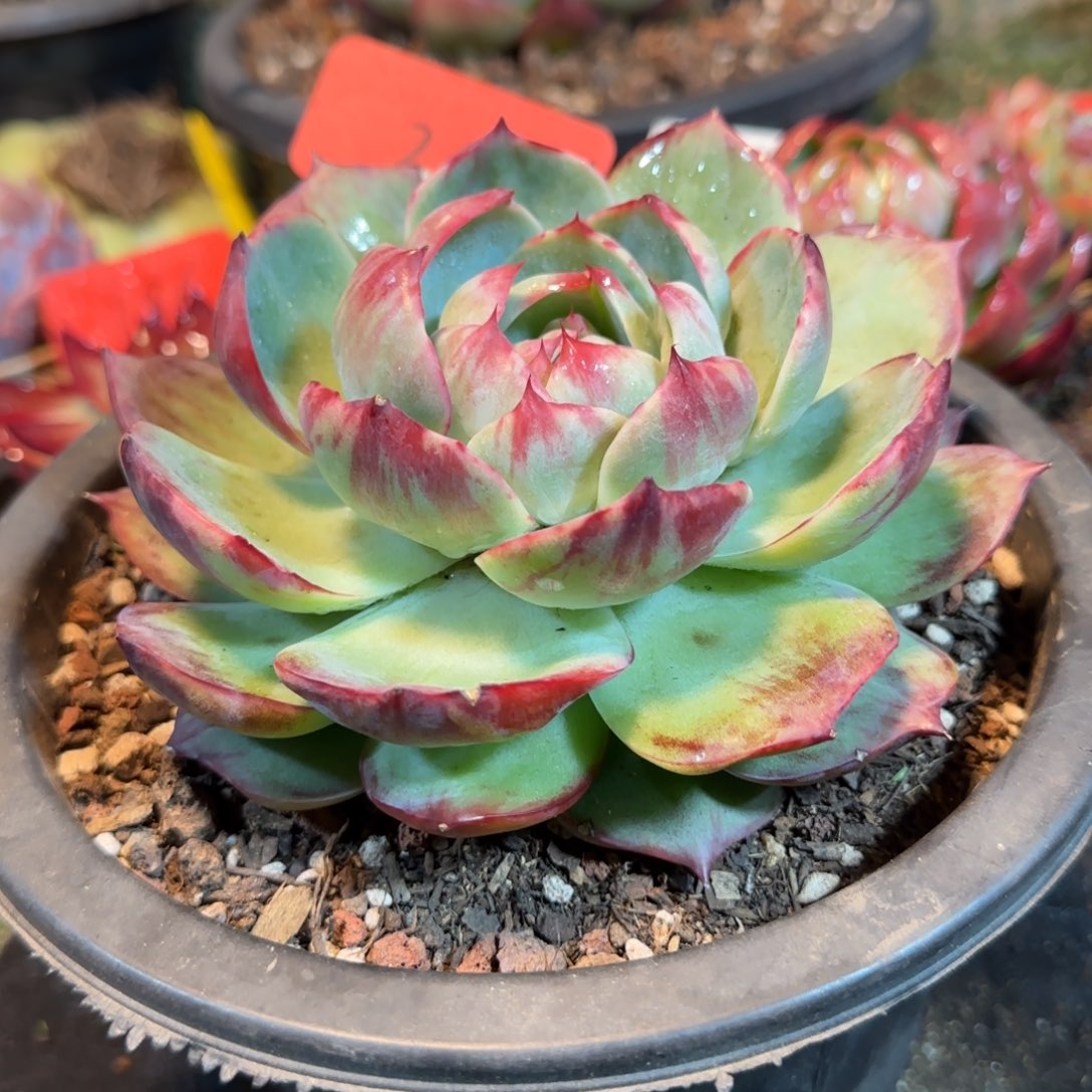 花脸惊鸿一物一拍包装收缩花旱269