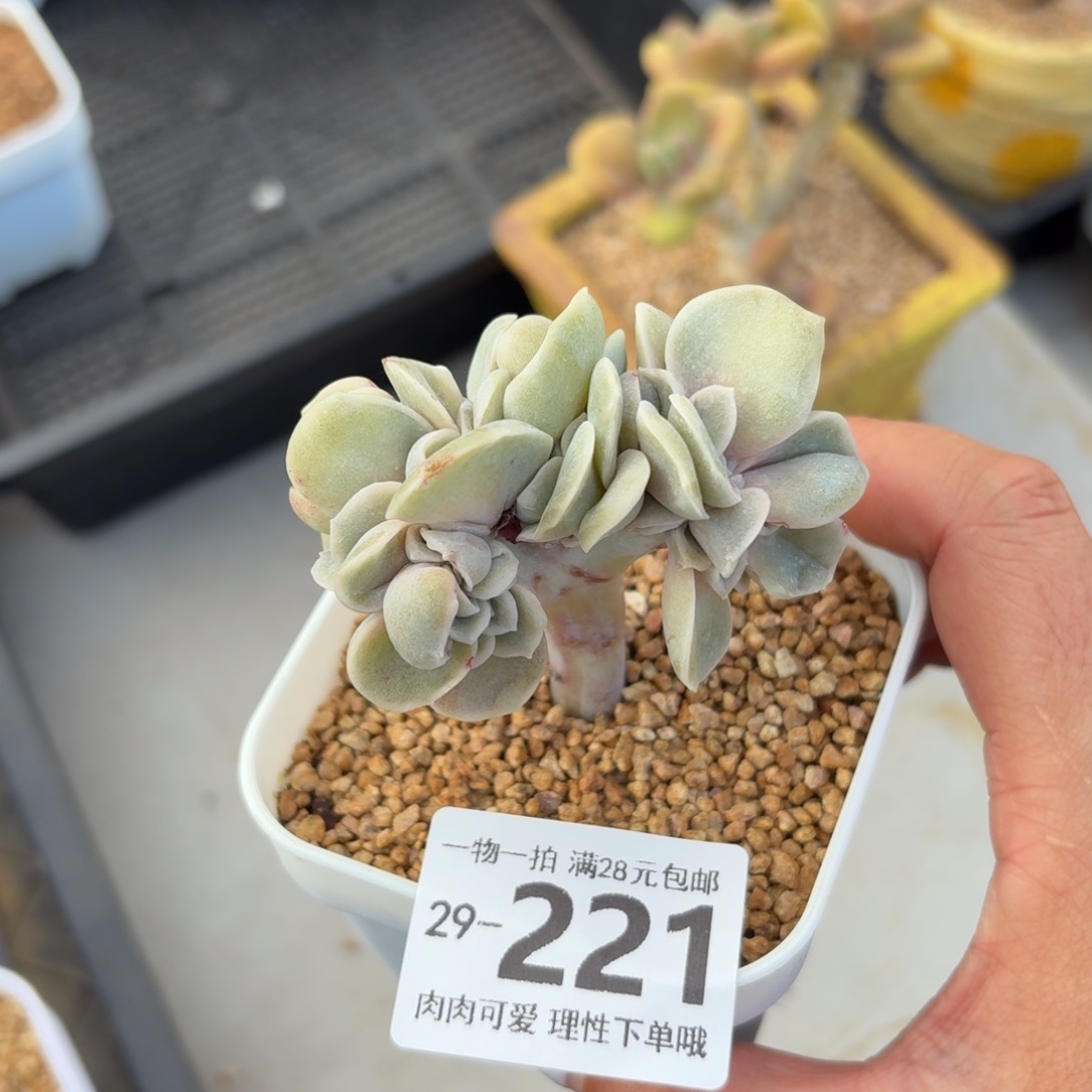 可爱缀无盆土发货无盆