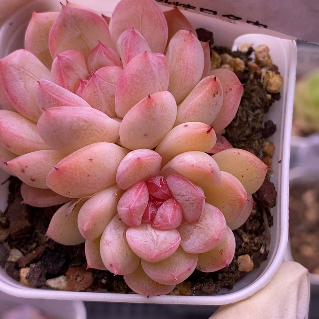 【闪购商品】07-128