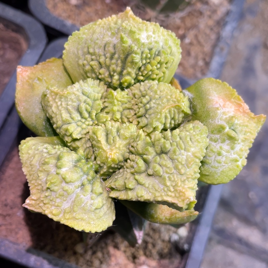 全部花朵大型哥怒锦 仙人球