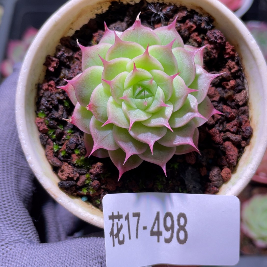 花利美17-498海王