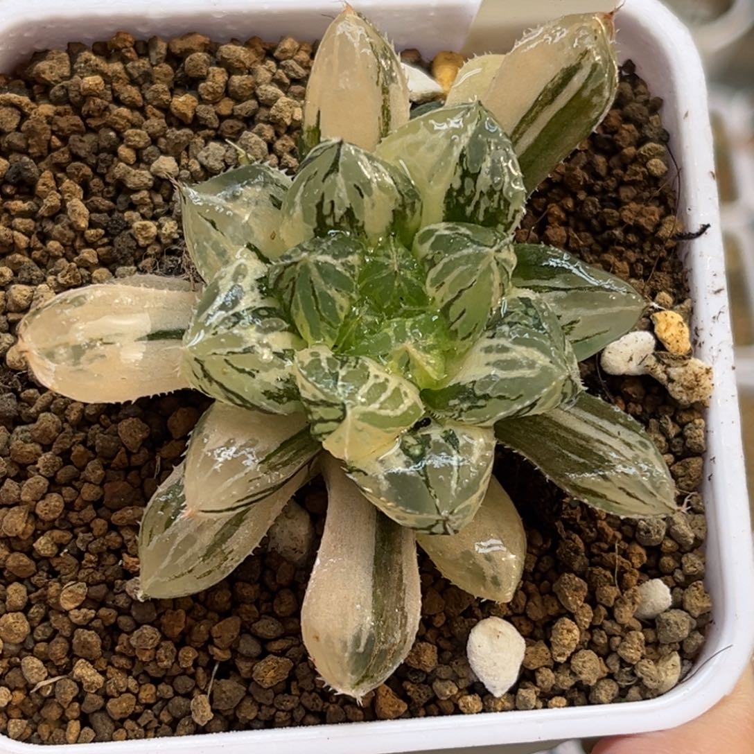 65极上斑大叶楼兰玉露锦福利专场