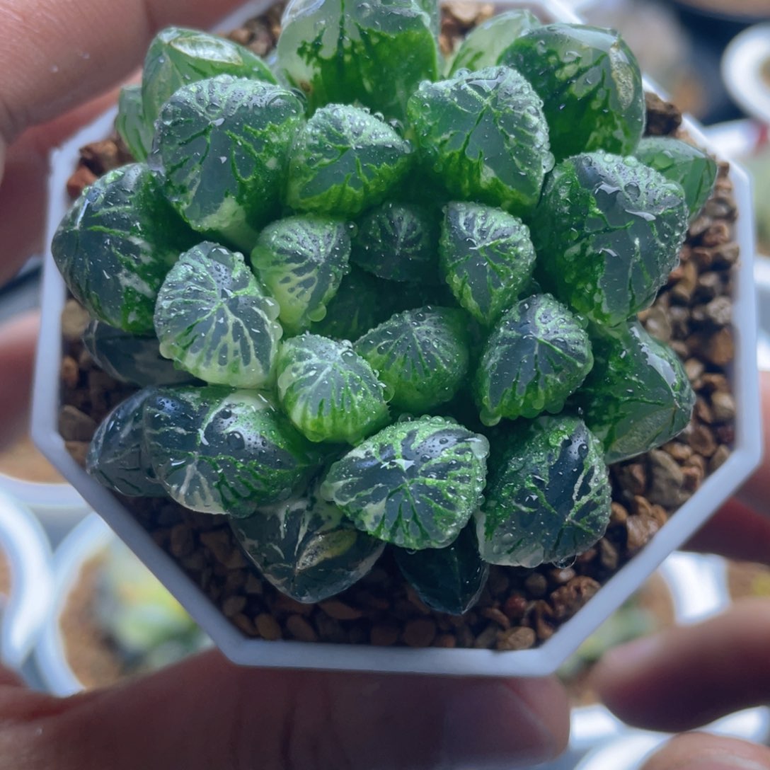 Ｆ.塑料皮玉露锦。        