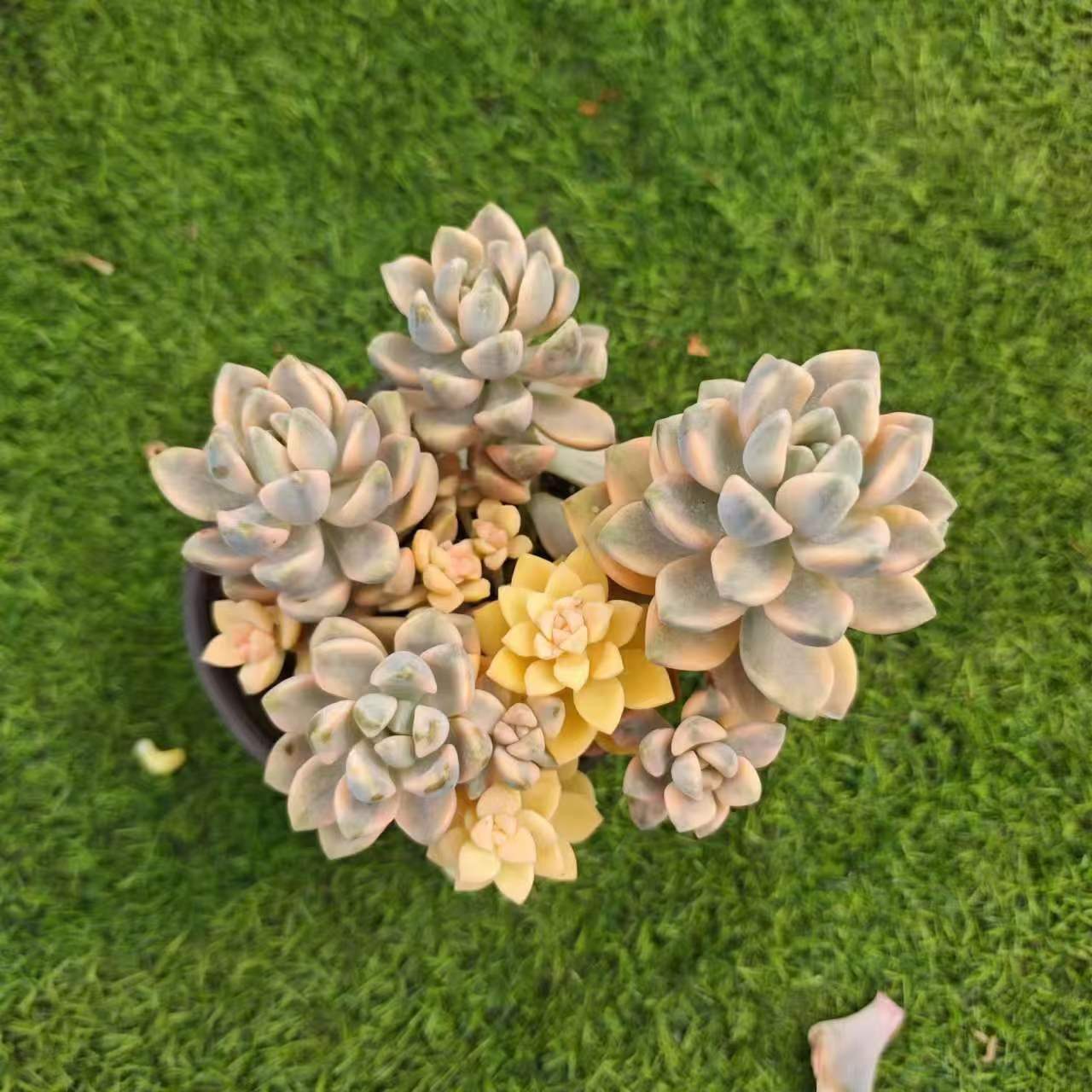 美杏锦  精品多肉植物 新手好栽 好养 云南发货