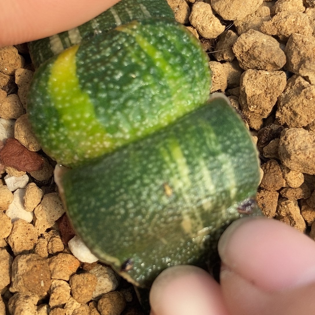 497卧牛锦实生选拔军配大白釉