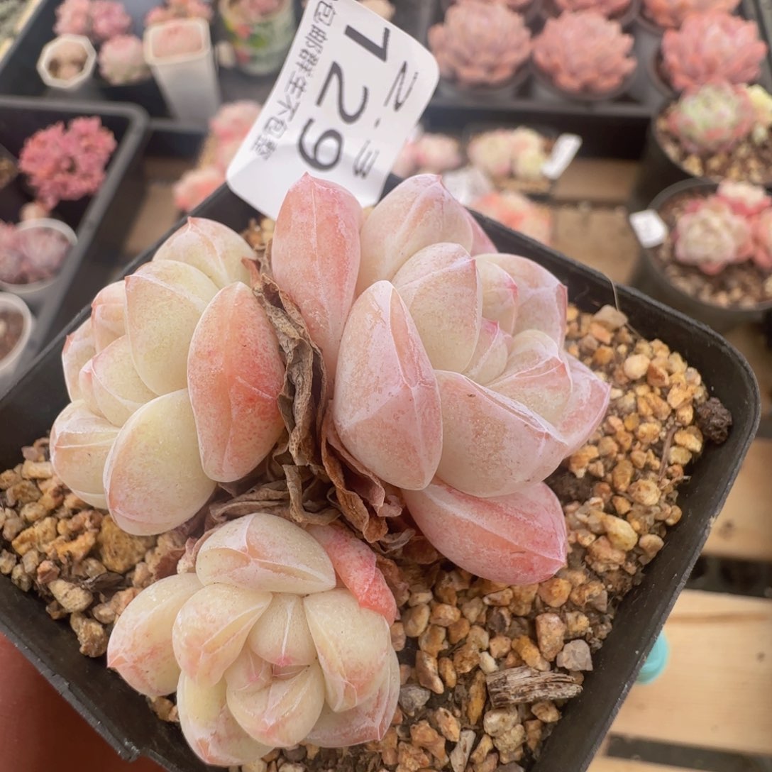 三头冰玉老桩一颗脱土