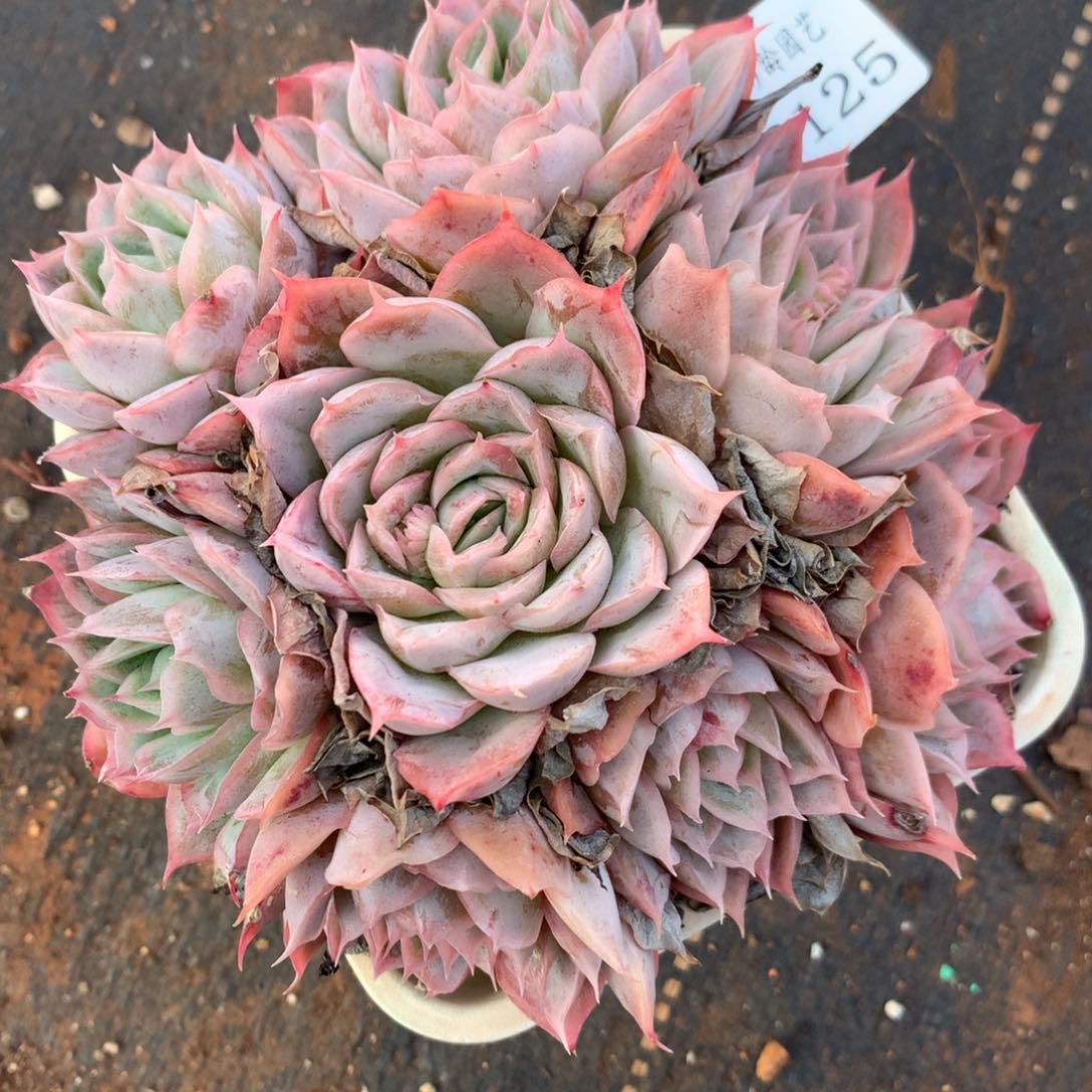 8125杂交多肉老桩