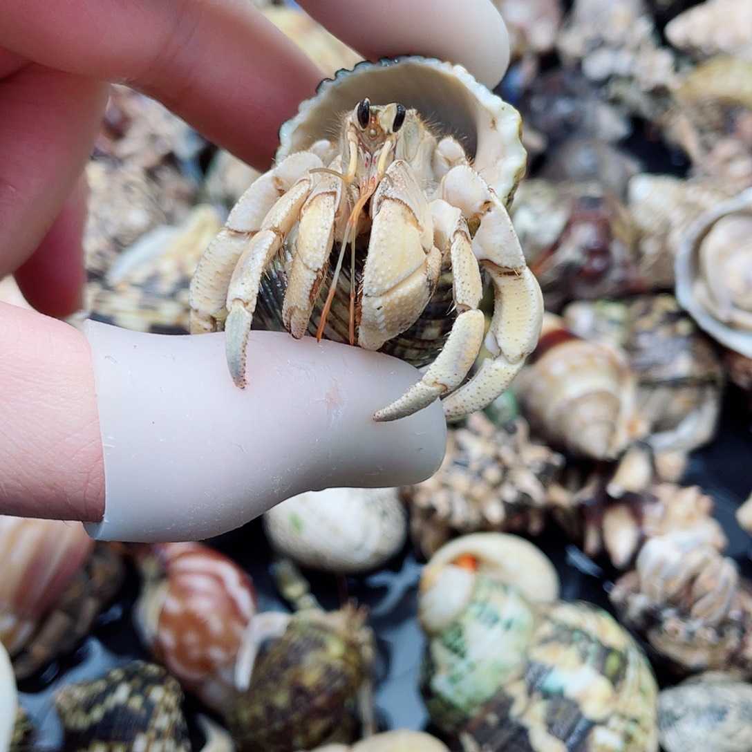 2.3口橘色霍卡彩灰