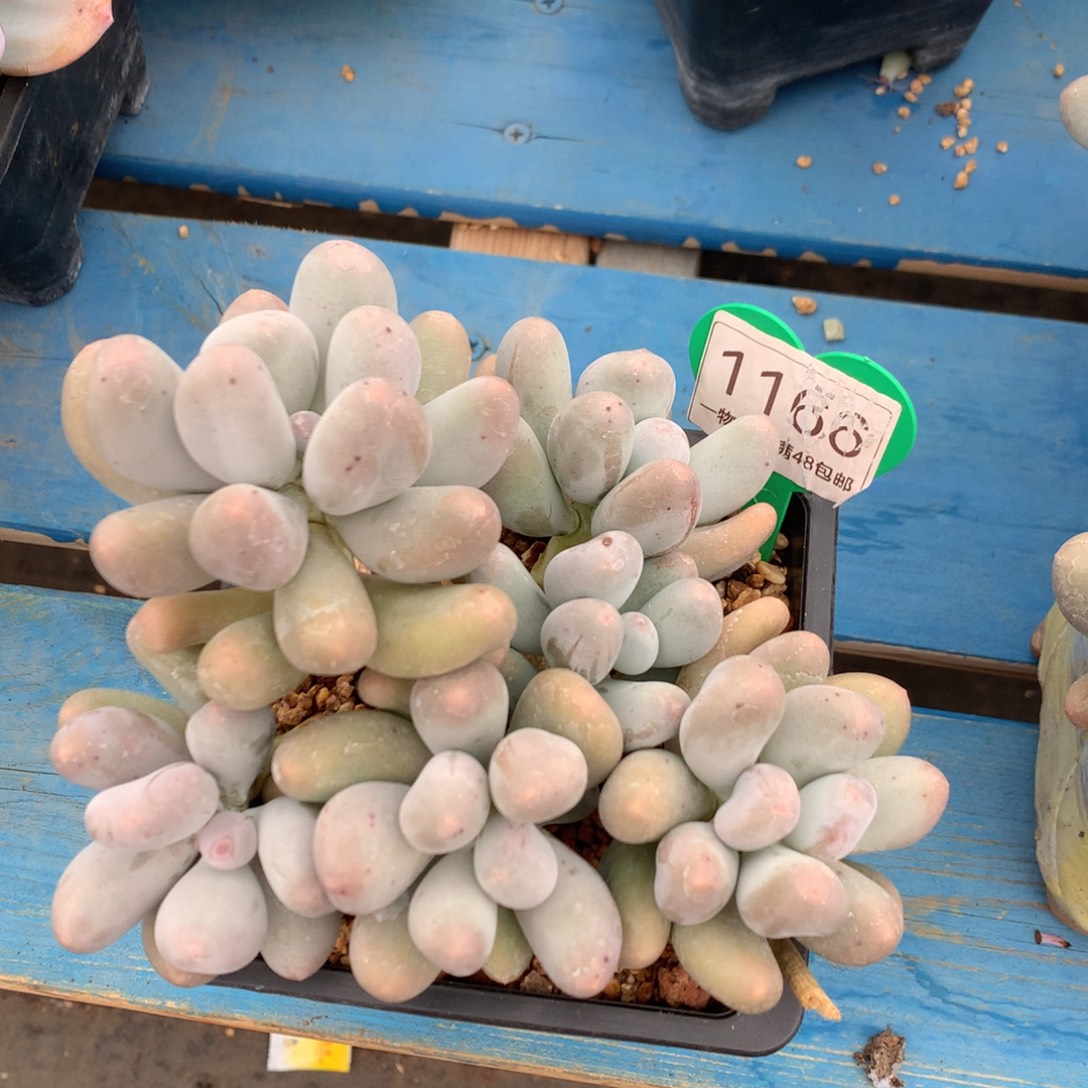 米可奶无砍老桩1166