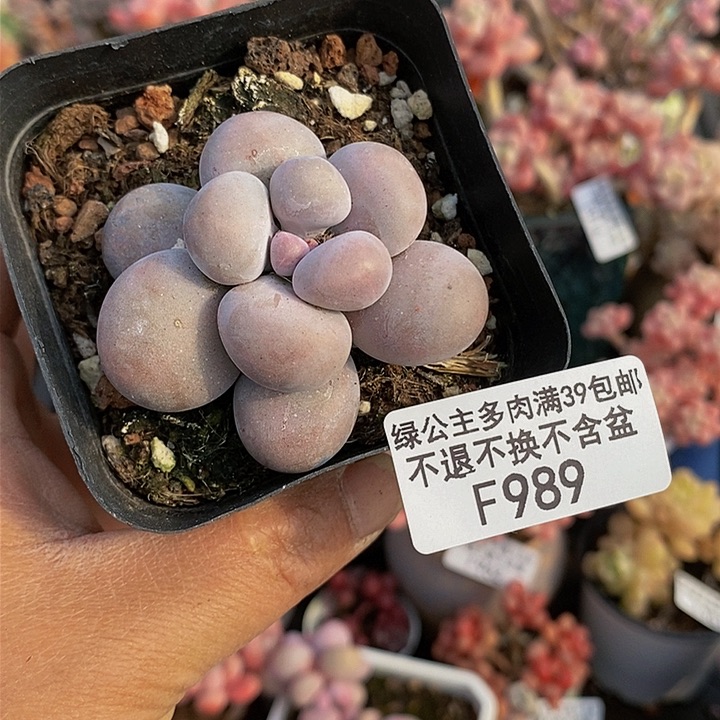 芭比奶洛5cm989多肉植物