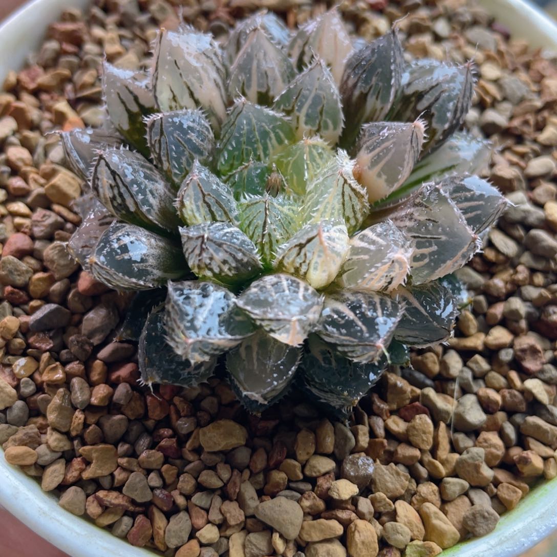 12.十二卷多肉楼兰玉露锦。