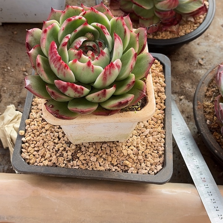 小***一惊鸿仙子多肉植物4501