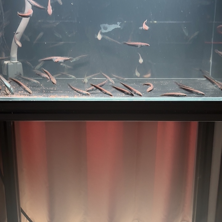 仙塔兰姆红魔神幼苗