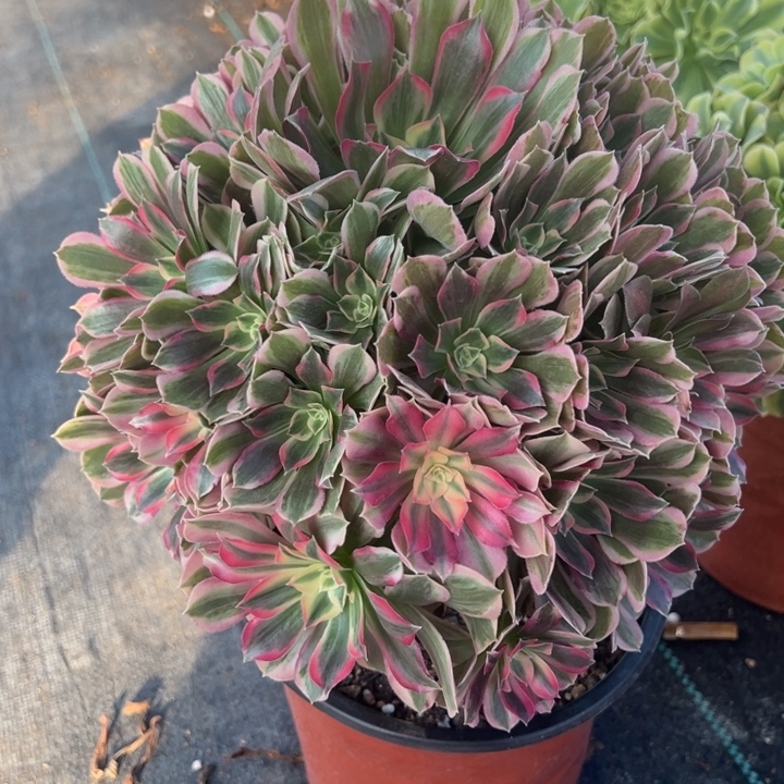 开***果男神多少汁姿态花花