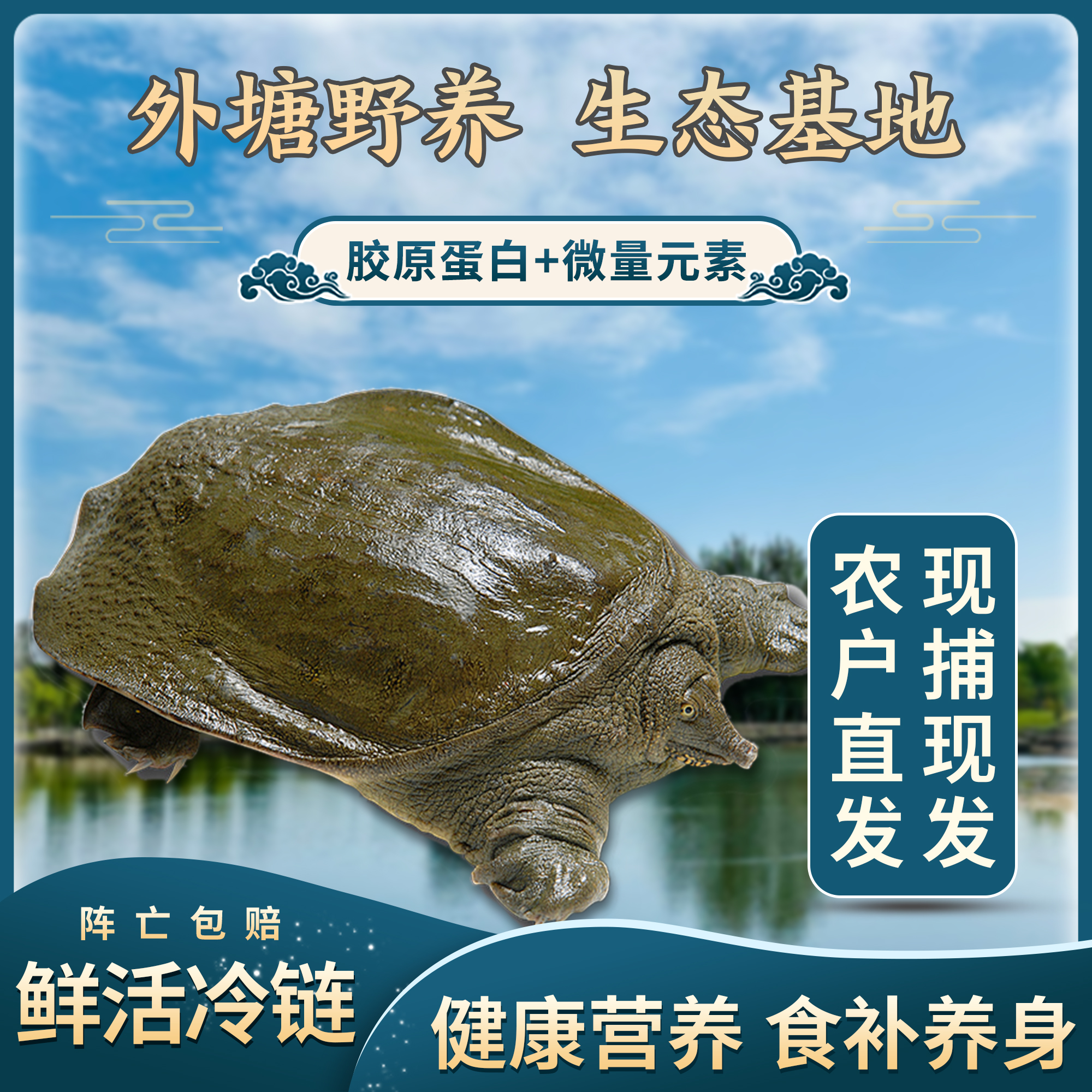 正宗生态外塘甲鱼顺丰中通包邮到家