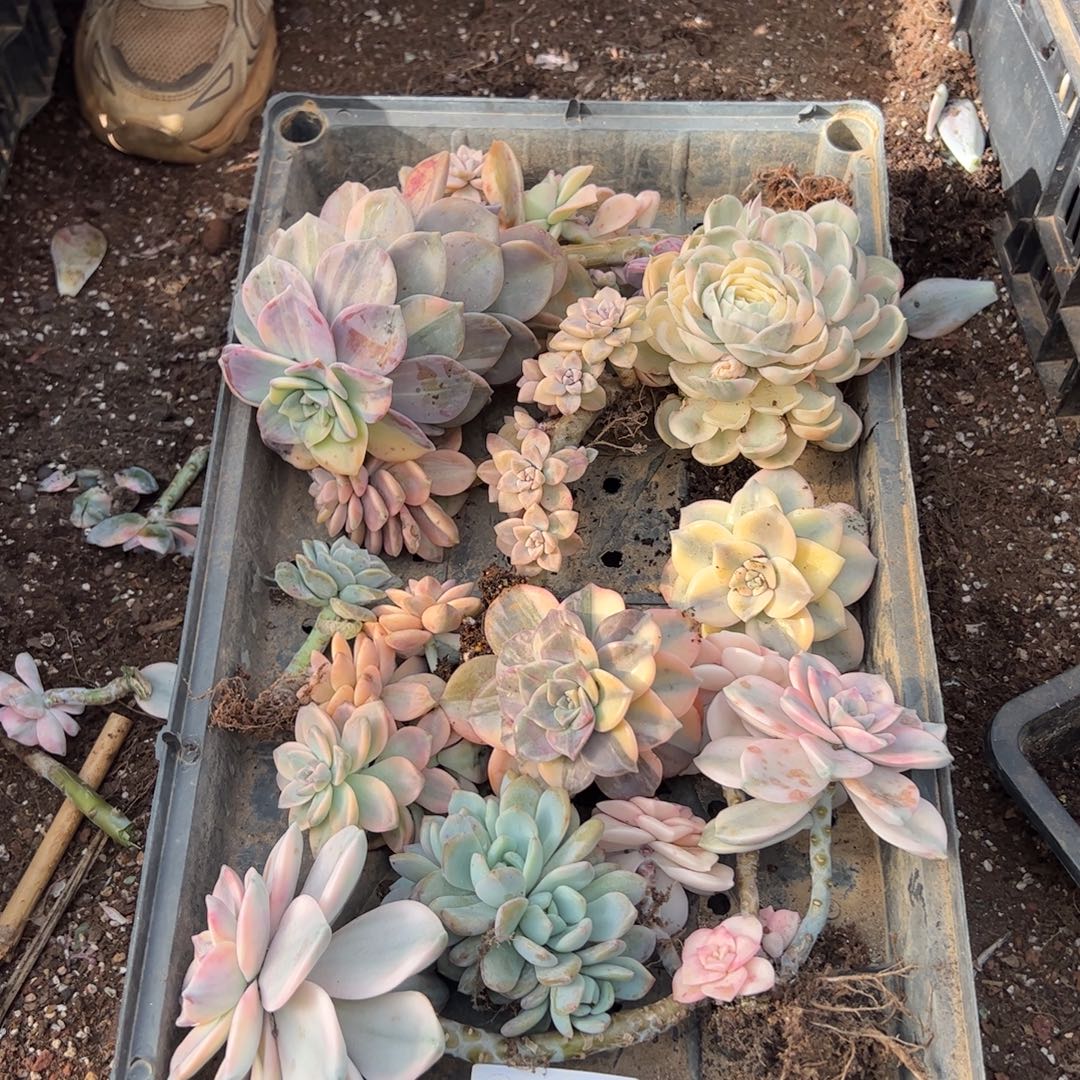 559多肉植物纤维维生素