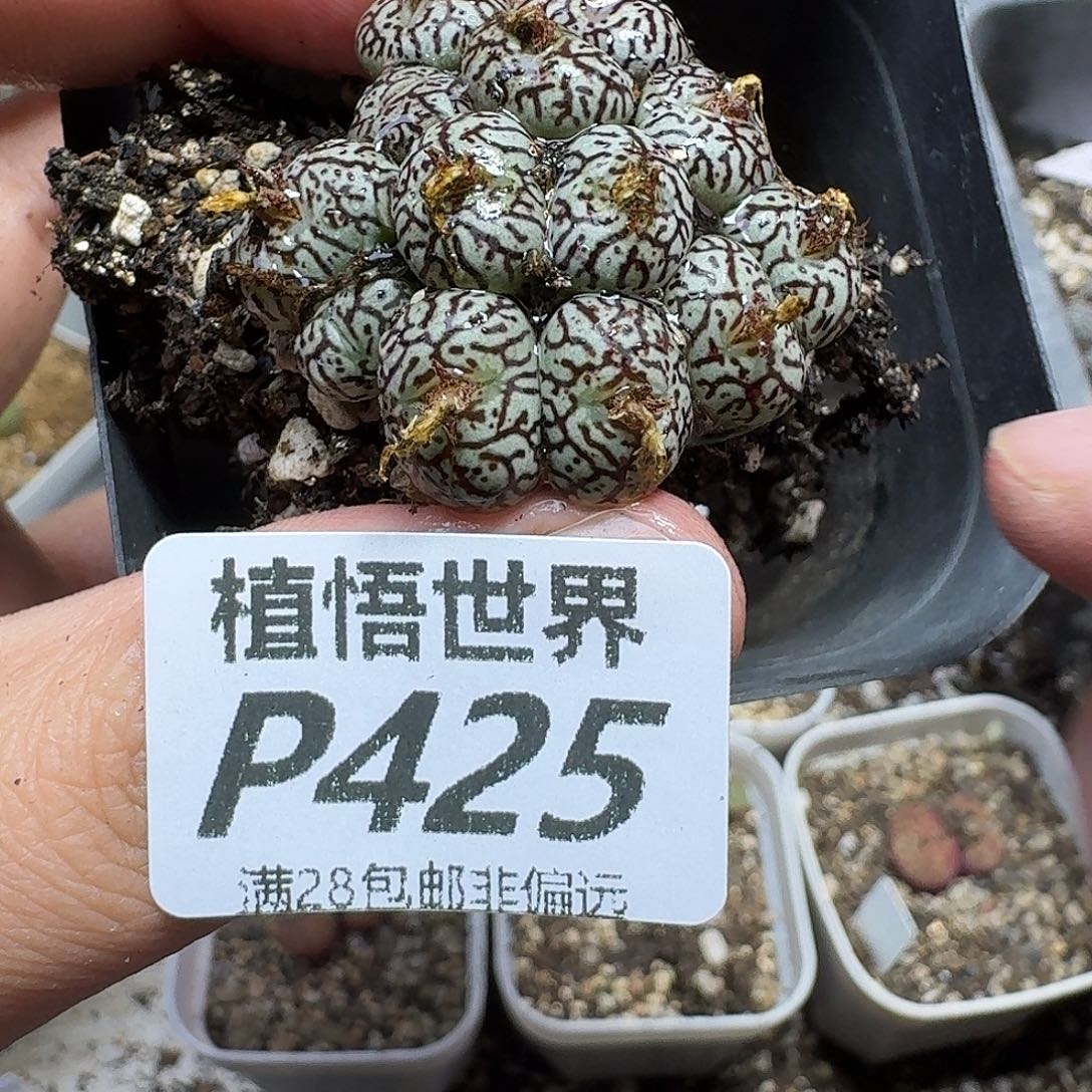 多肉植物的动作fhjj