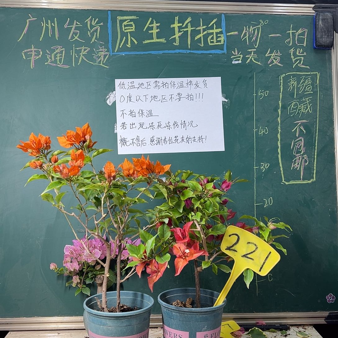 完全开放橙桑巴 紫桑巴221