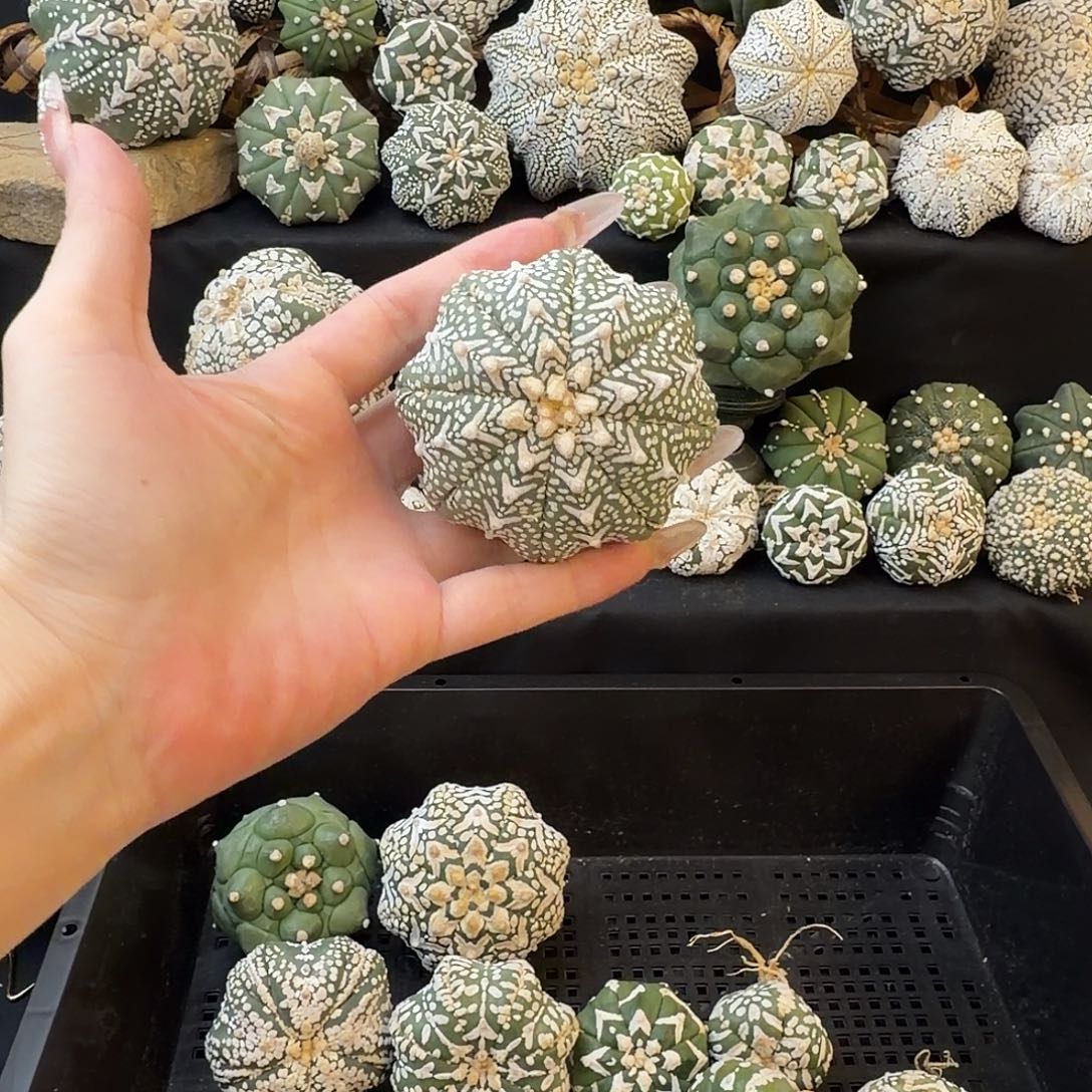 り***つ仙人球泰兜专拍v兜